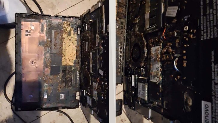 An open Lenovo laptop showing significant infestation with numerous insects scattered across its internal components.